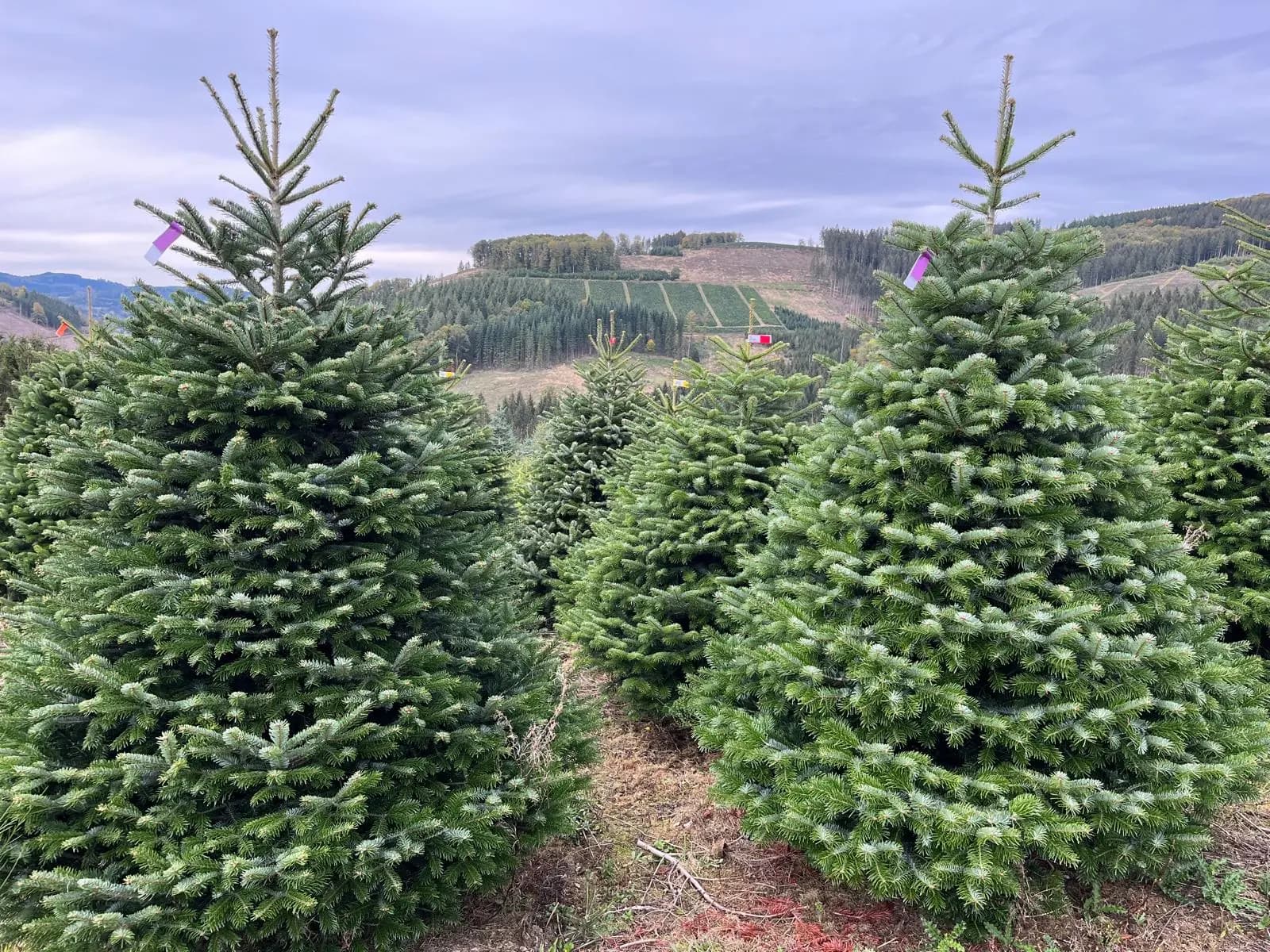 Weihnachtsbäume auf dem Feld